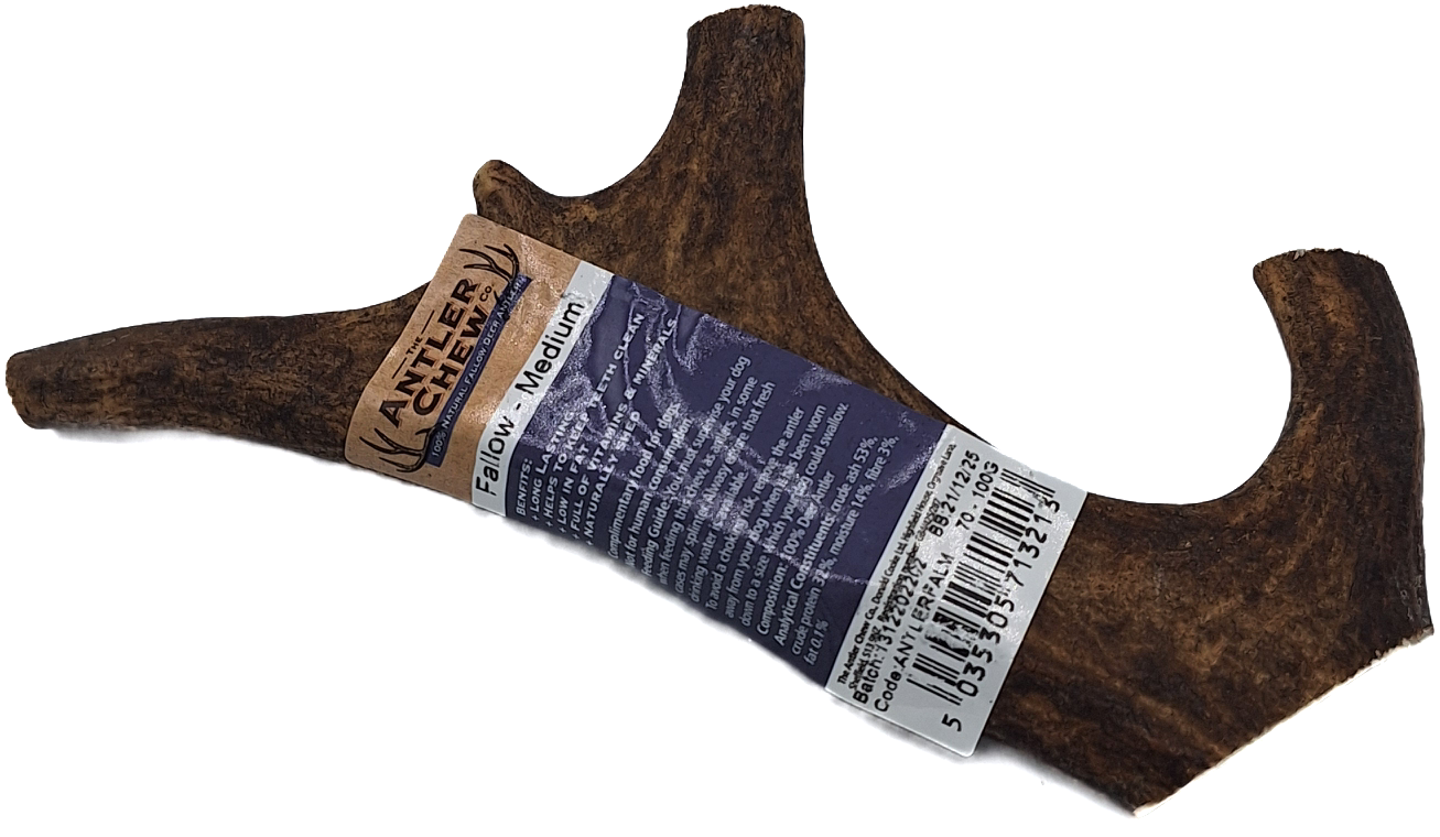 Fallow Antler Large