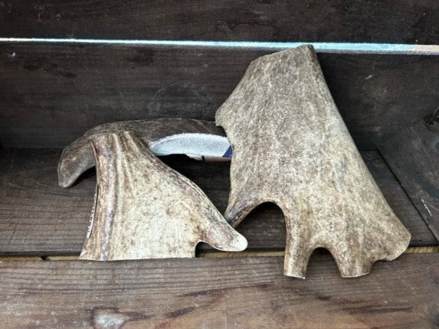 Fallow Antler