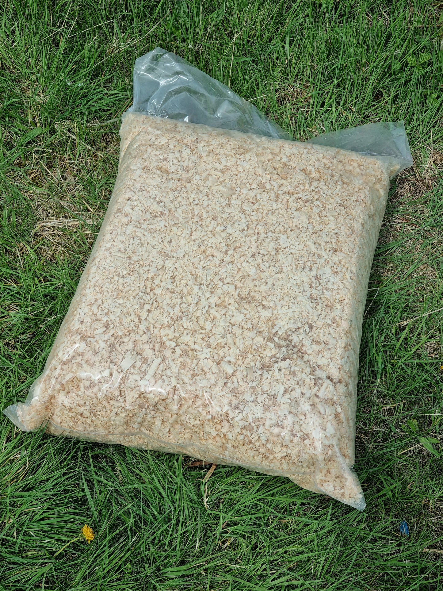 SINGLE Large Shavings x 1