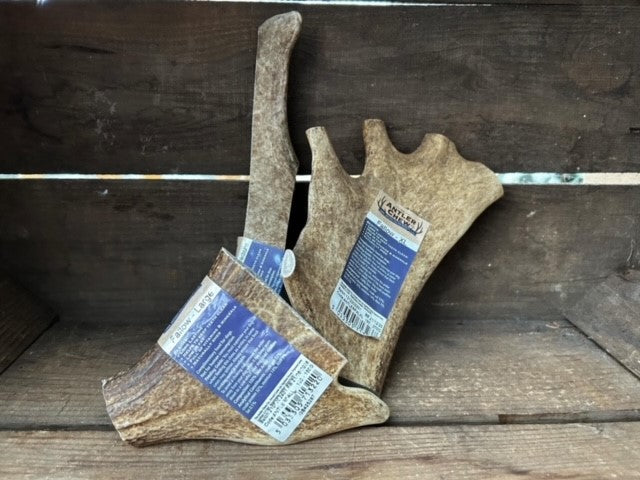 Fallow Antler