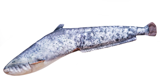 The Catfish - pillow 62cm