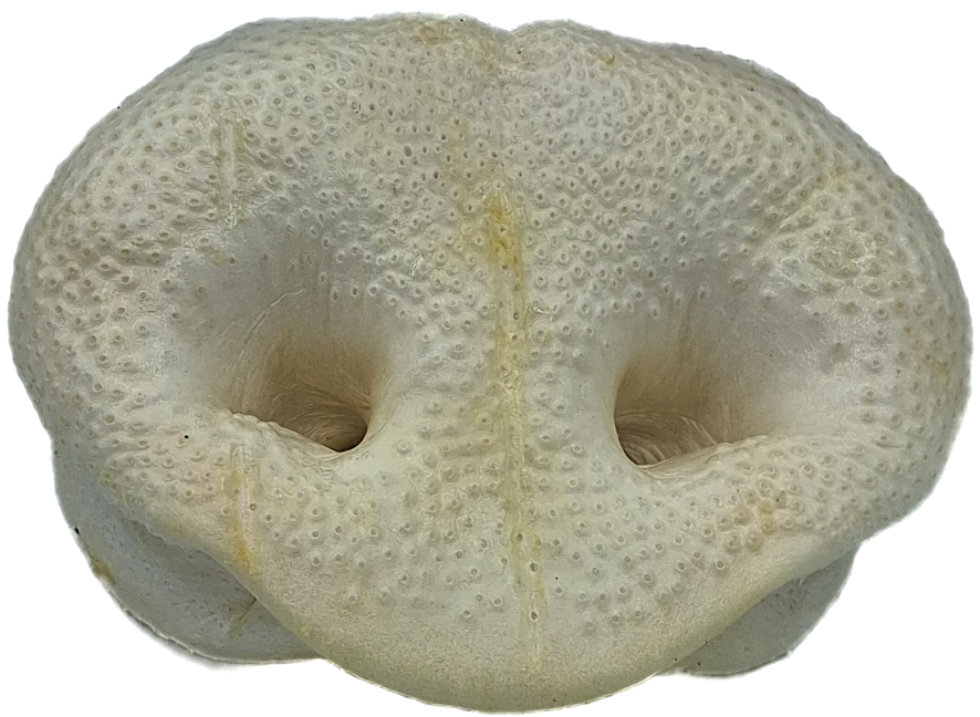 Pigs Snouts - Puffed pack 50