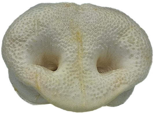 Pigs Snouts - Puffed pack 50